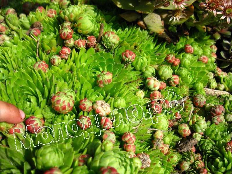 Sempervivum