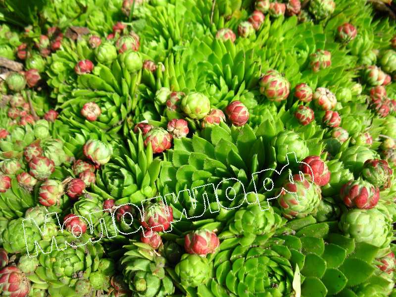 Sempervivum