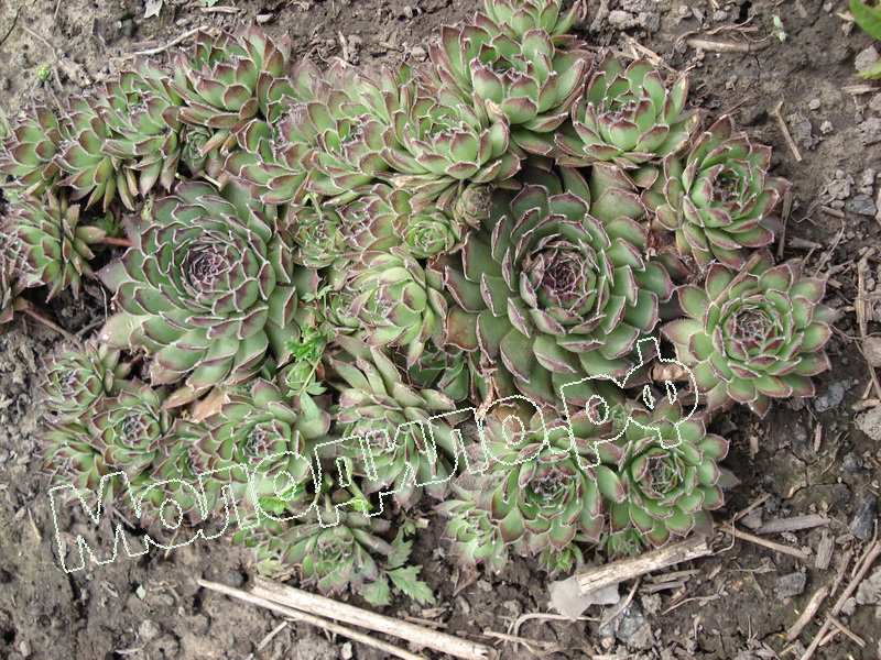 Sempervivum