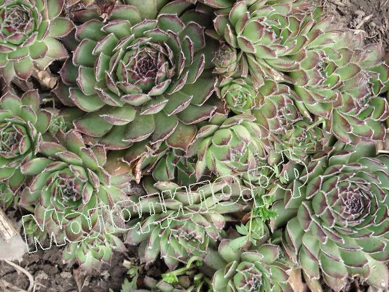 Sempervivum