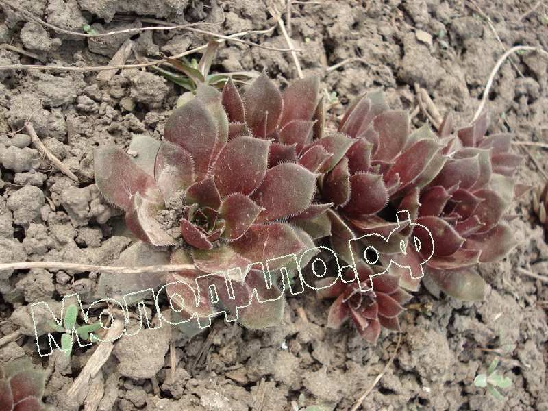 Sempervivum