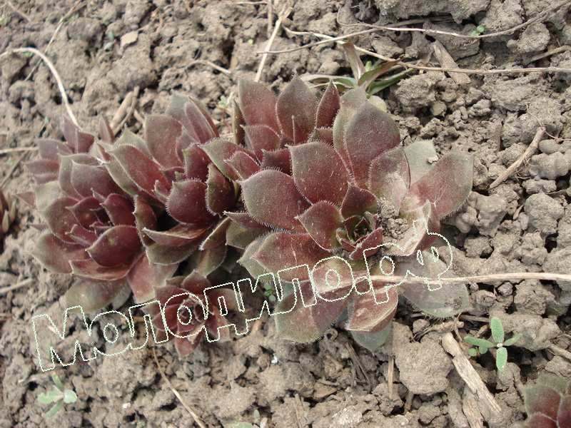 Sempervivum