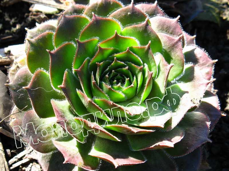 Sempervivum