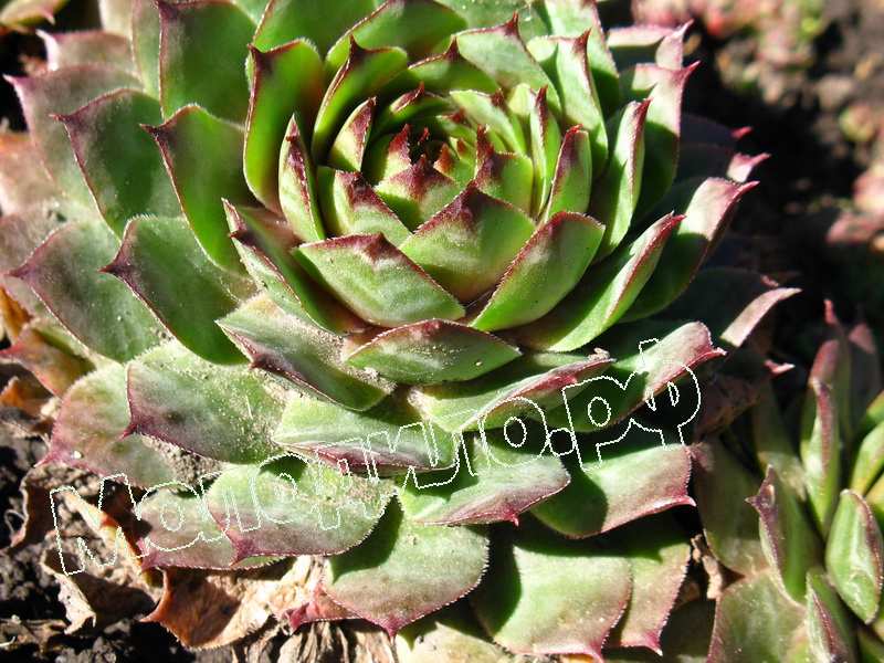 Sempervivum