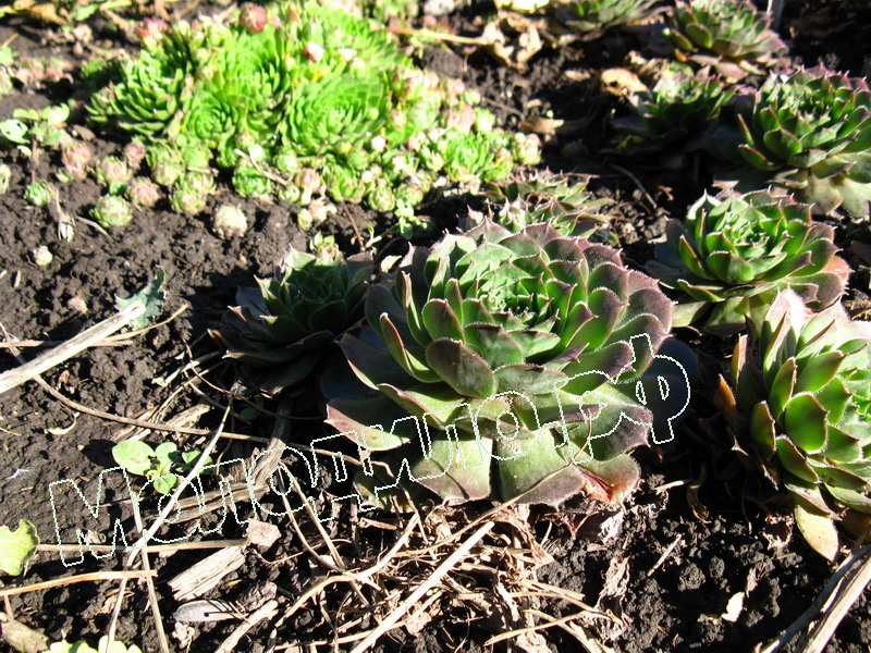 Sempervivum