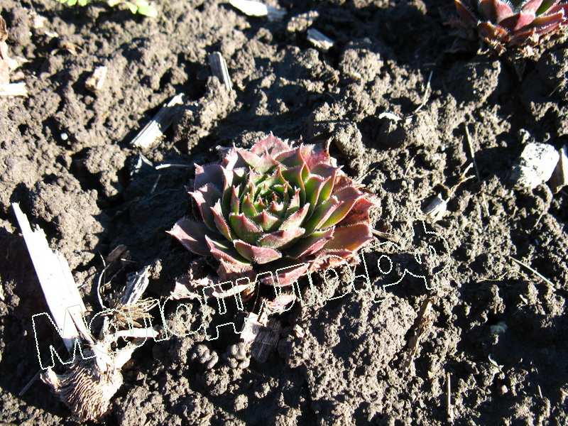 Sempervivum