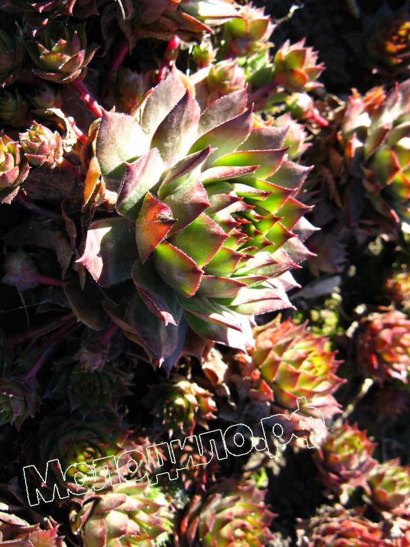 Sempervivum