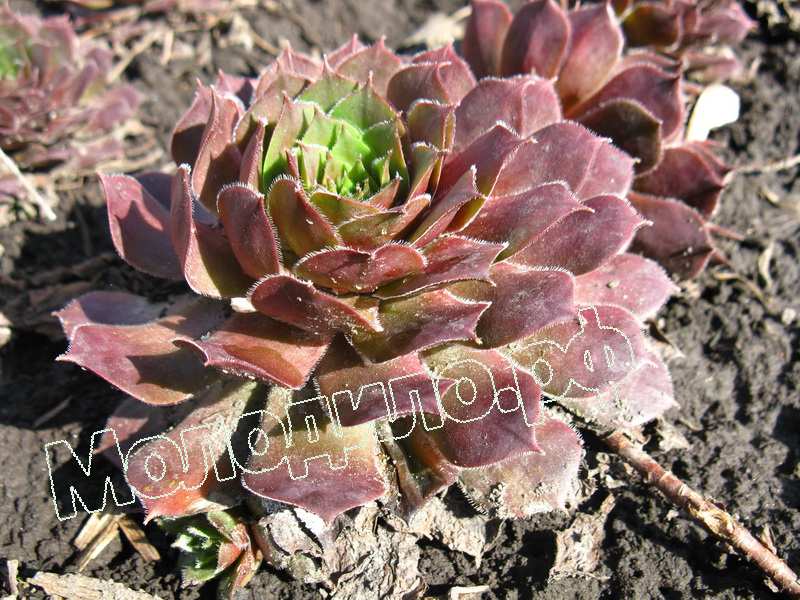 Sempervivum