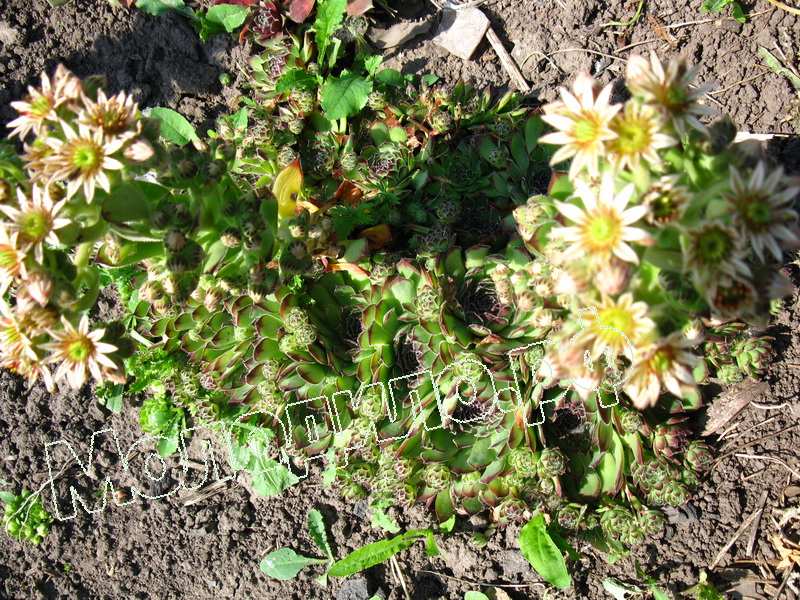 Sempervivum