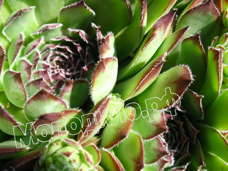 Sempervivum