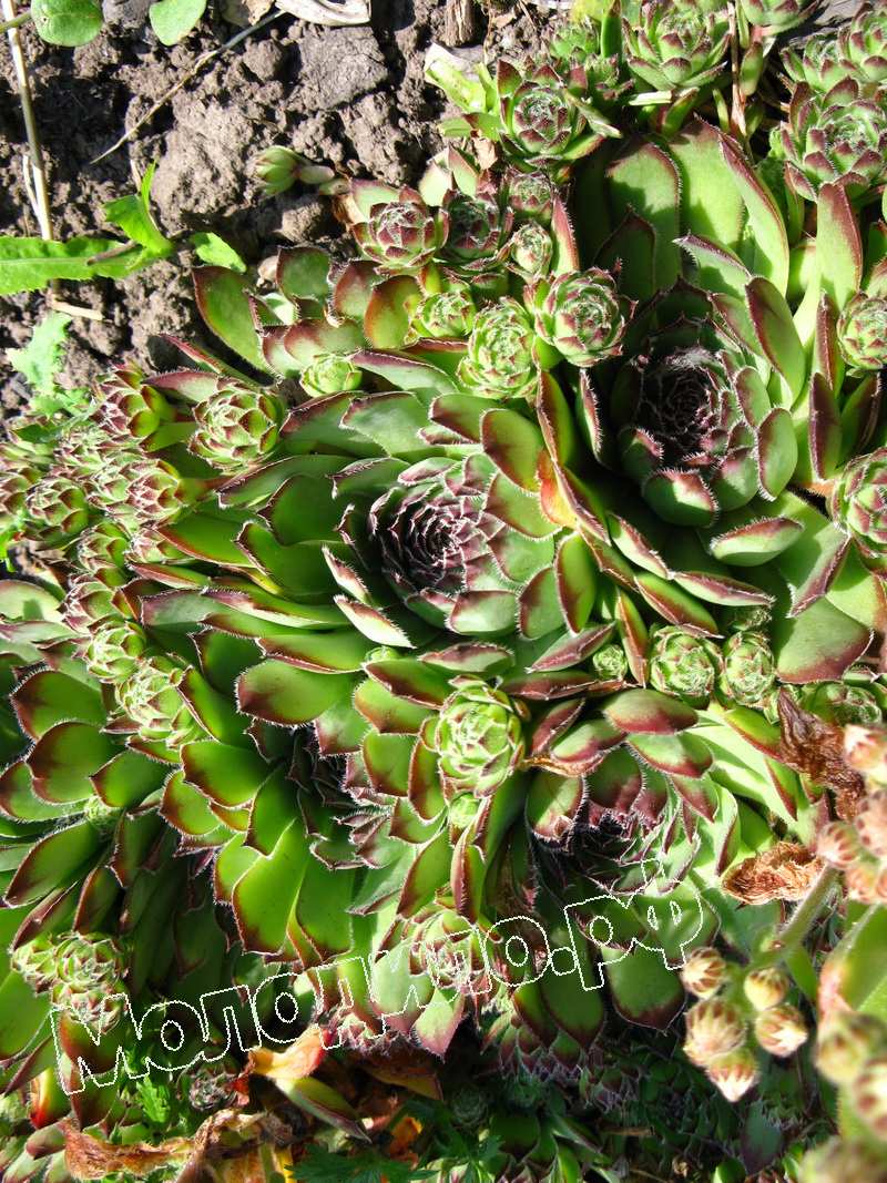 Sempervivum