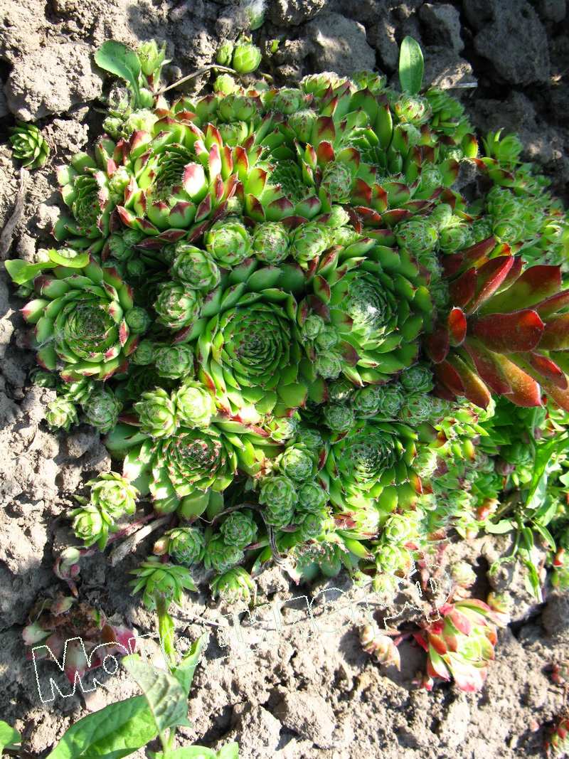 Sempervivum