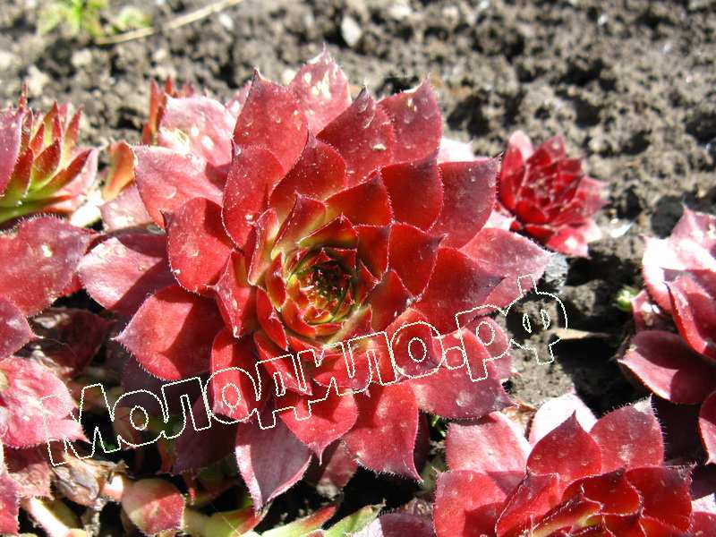 Sempervivum