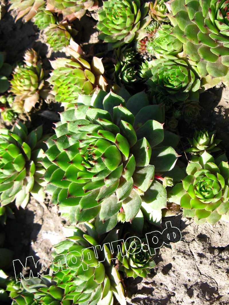 Sempervivum