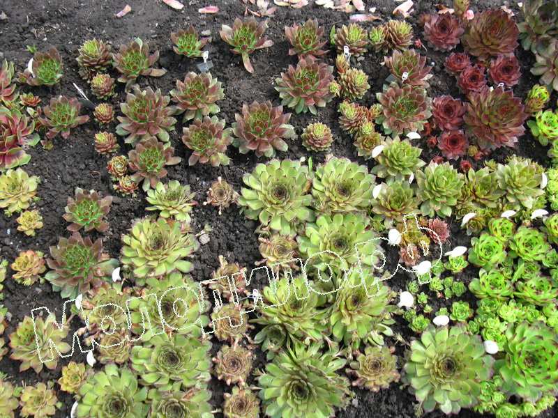 Sempervivum