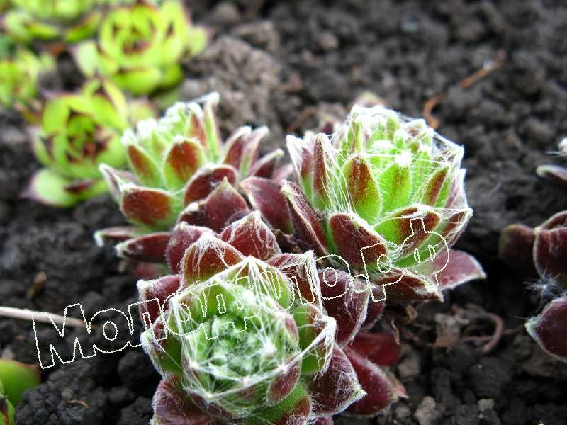 Sempervivum