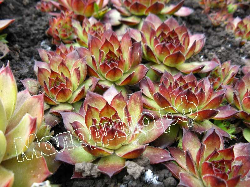 Sempervivum