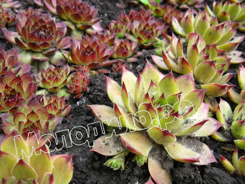 Sempervivum