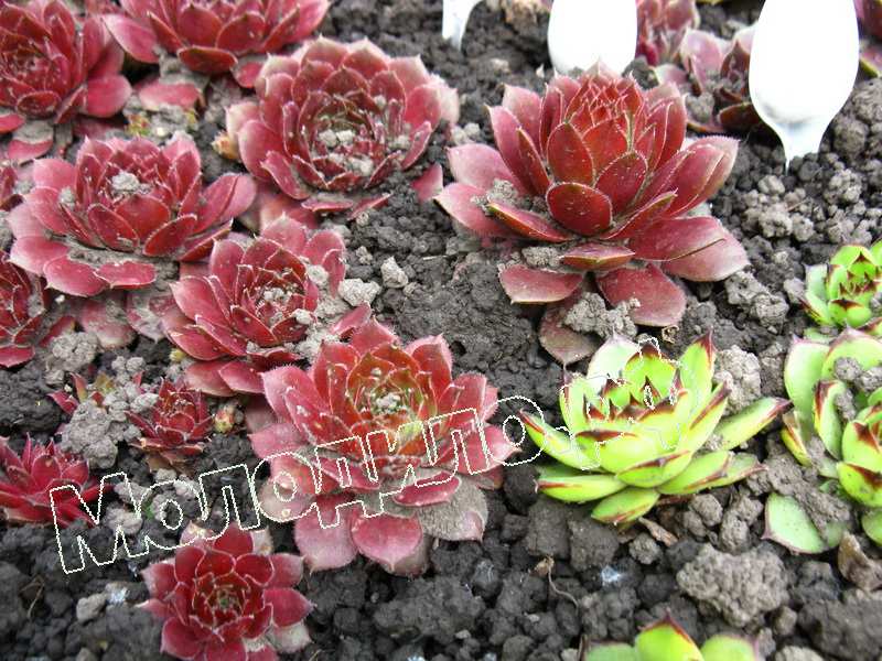 Sempervivum