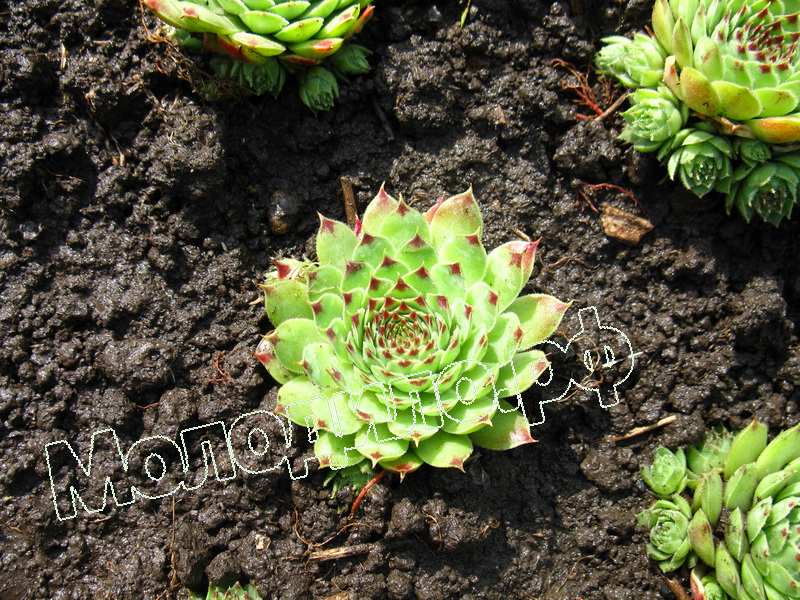 Sempervivum