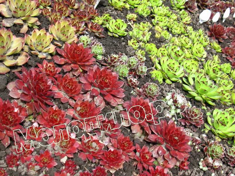 Sempervivum