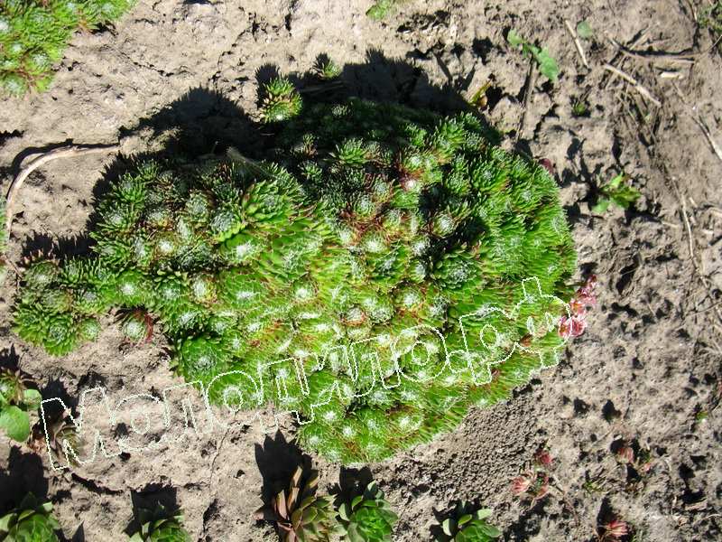 Sempervivum