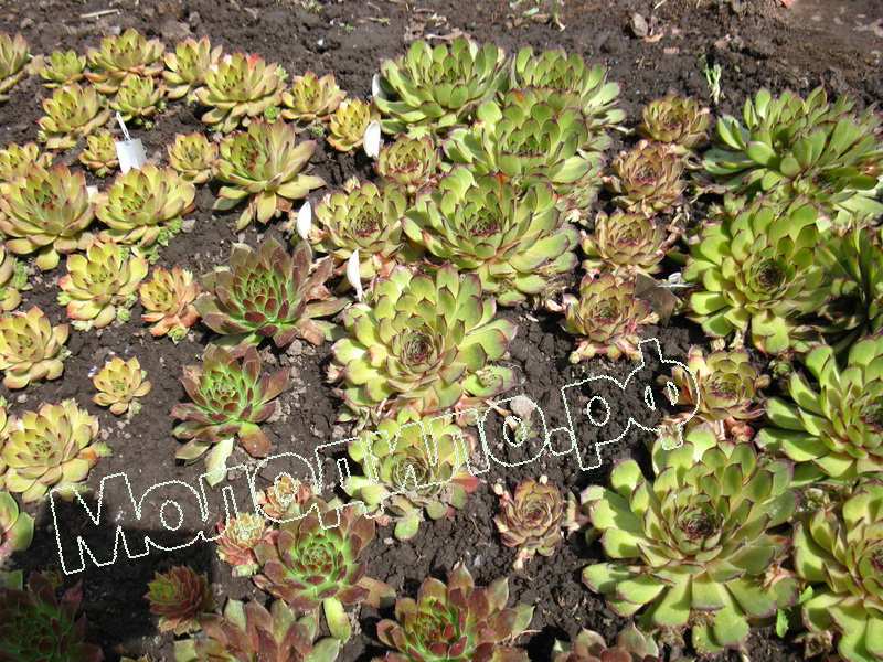 Sempervivum