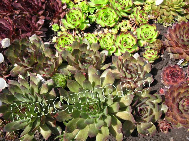 Sempervivum