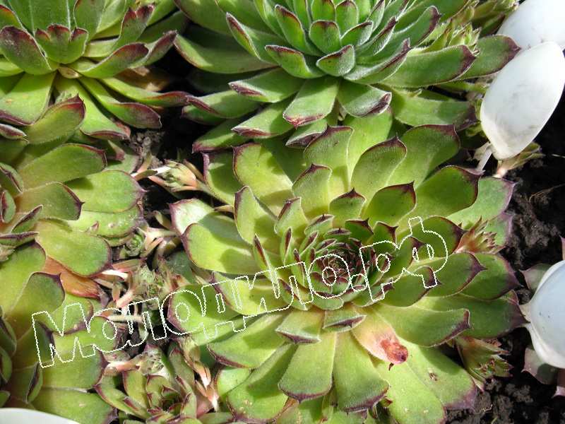 Sempervivum