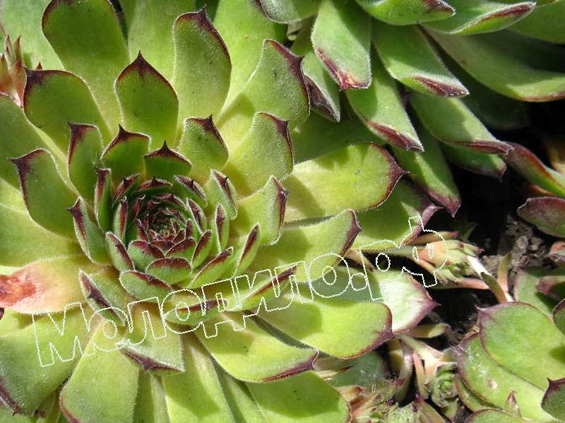 Sempervivum