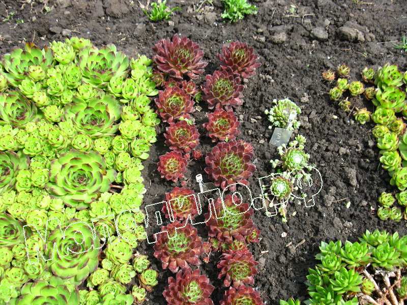 Sempervivum