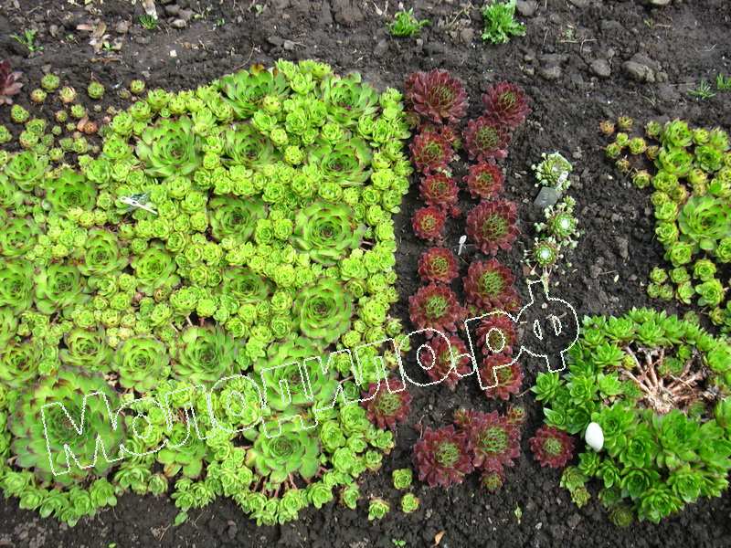 Sempervivum