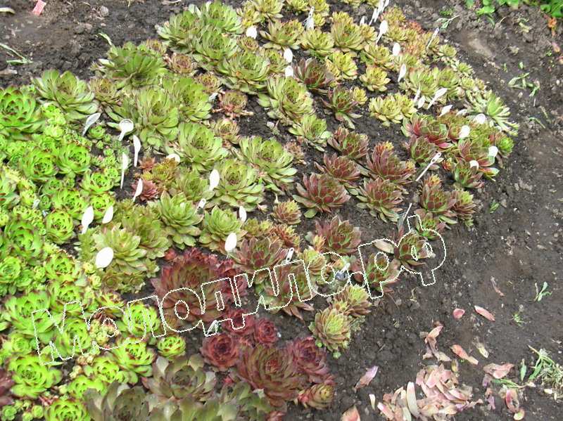 Sempervivum