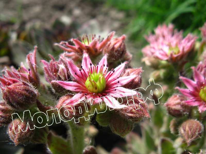 Sempervivum