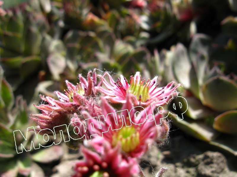 Sempervivum