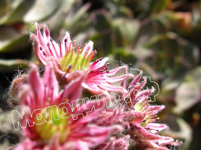 Sempervivum