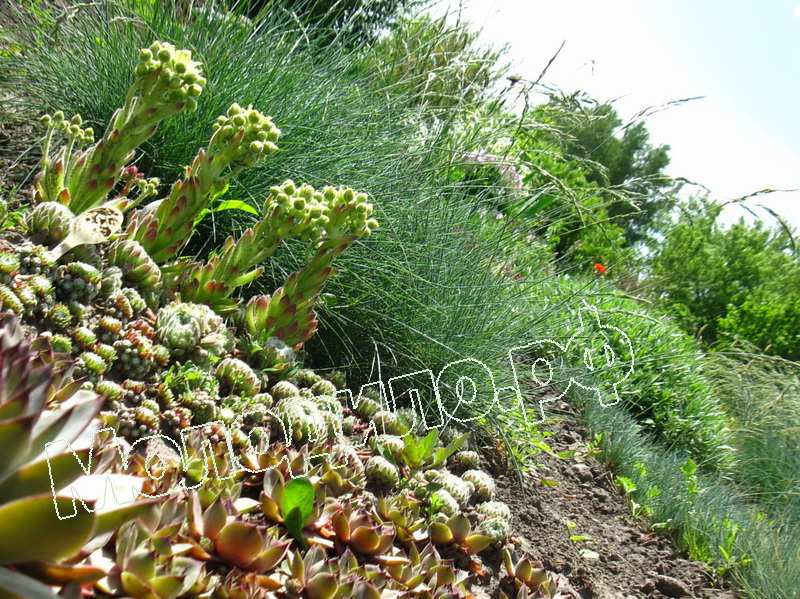 Sempervivum