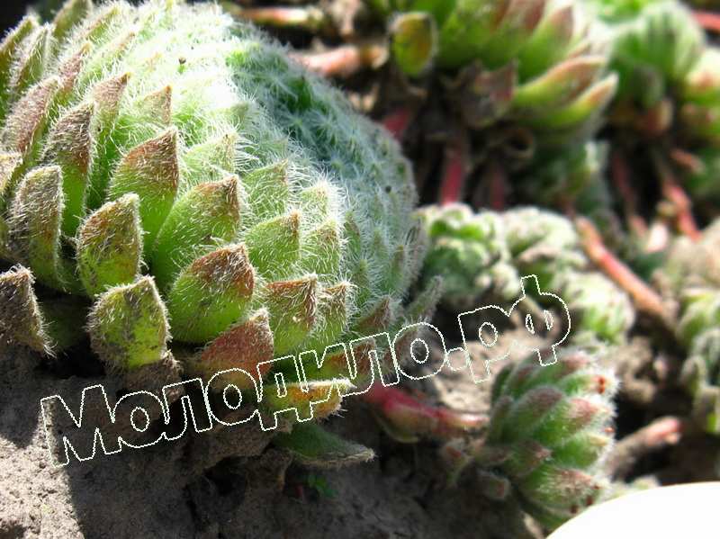 Sempervivum