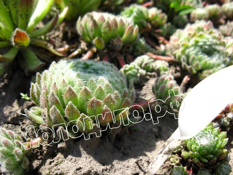 Sempervivum