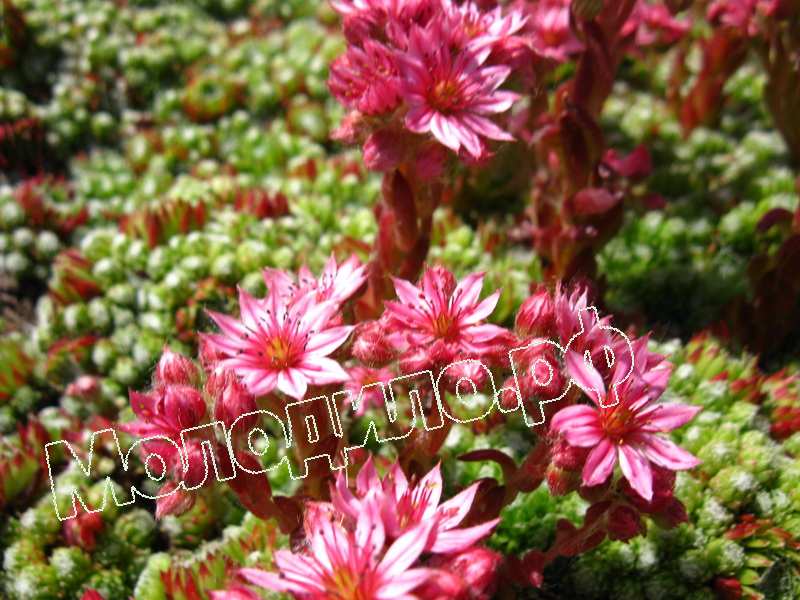 Sempervivum