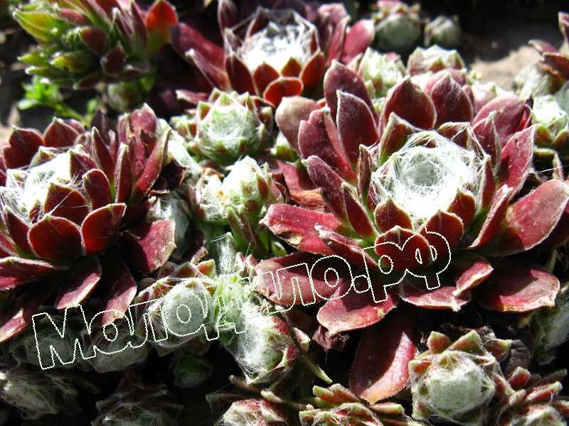 Sempervivum