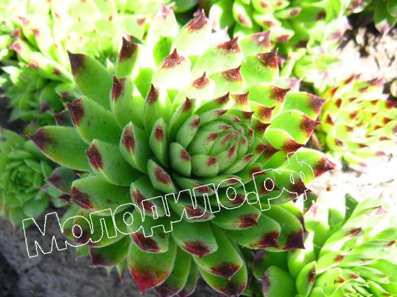 Sempervivum