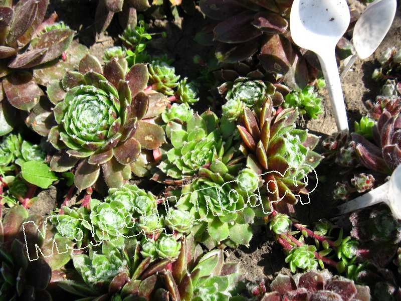 Sempervivum