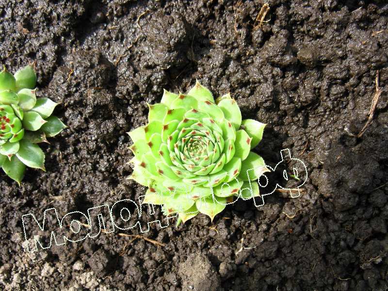 Sempervivum