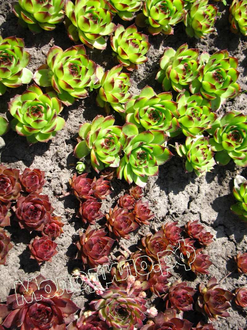 Sempervivum