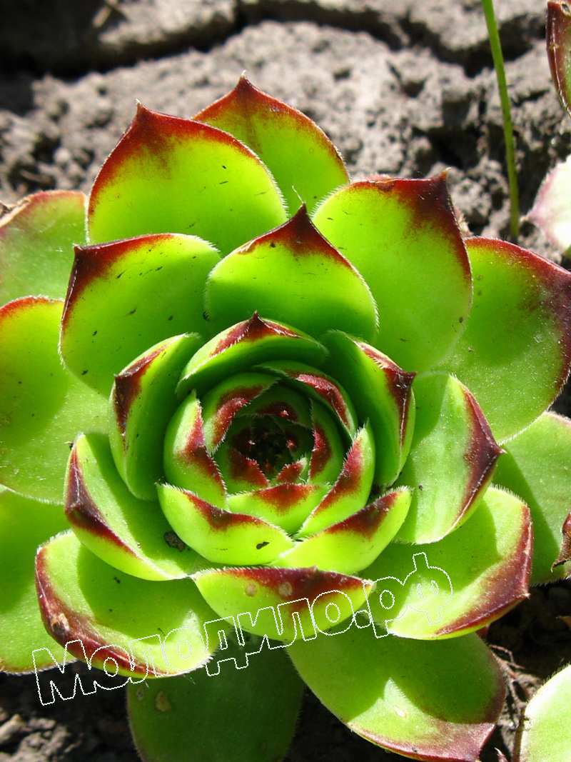 Sempervivum