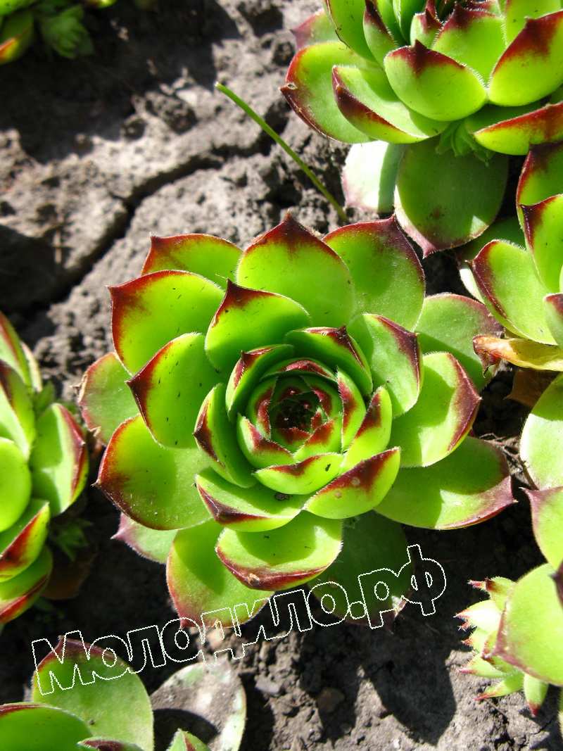 Sempervivum