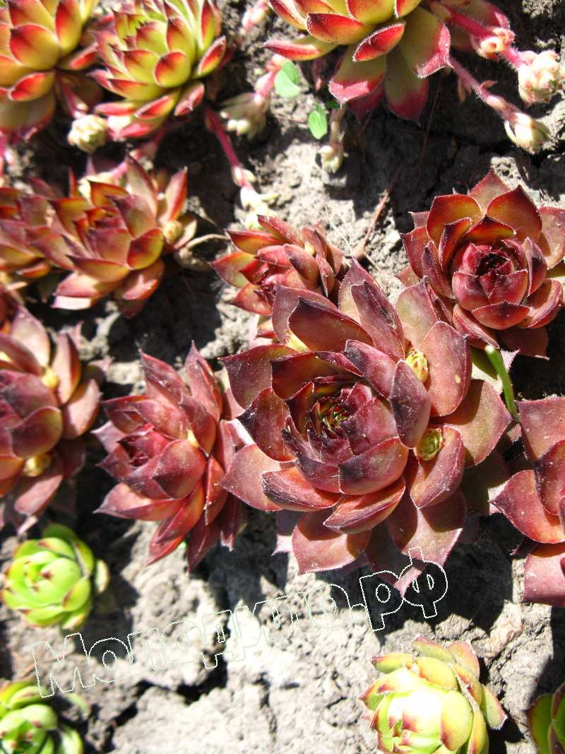 Sempervivum