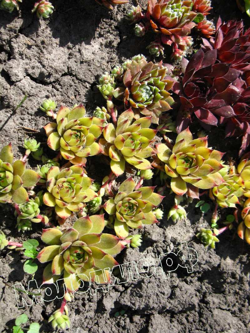 Sempervivum