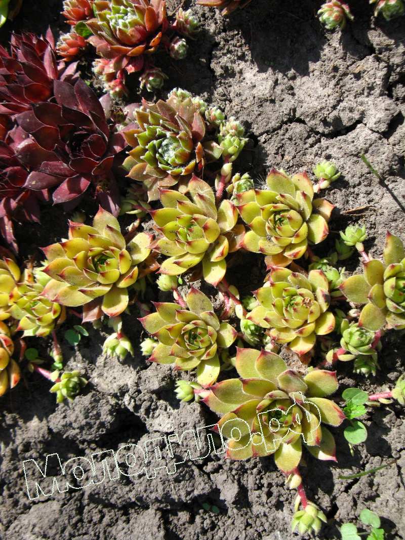 Sempervivum